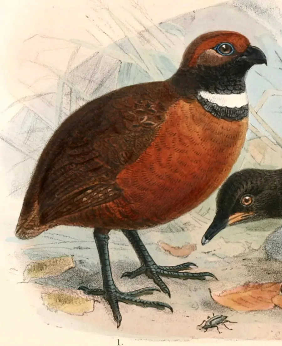 The Rufous-fronted wood quail card