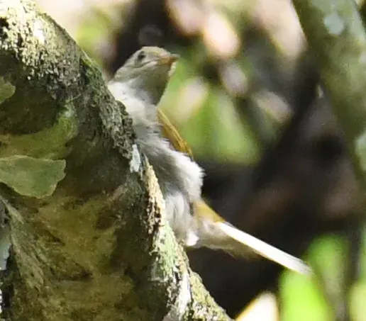 The Yellow-footed honeyguide card