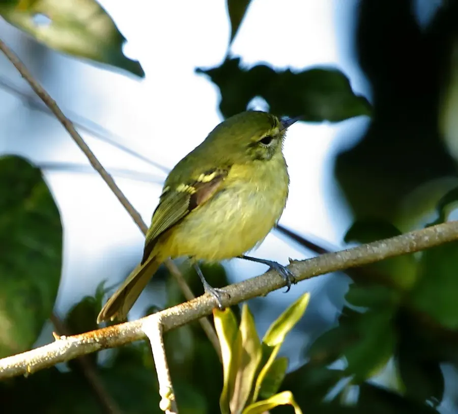 The Restinga tyrannulet card