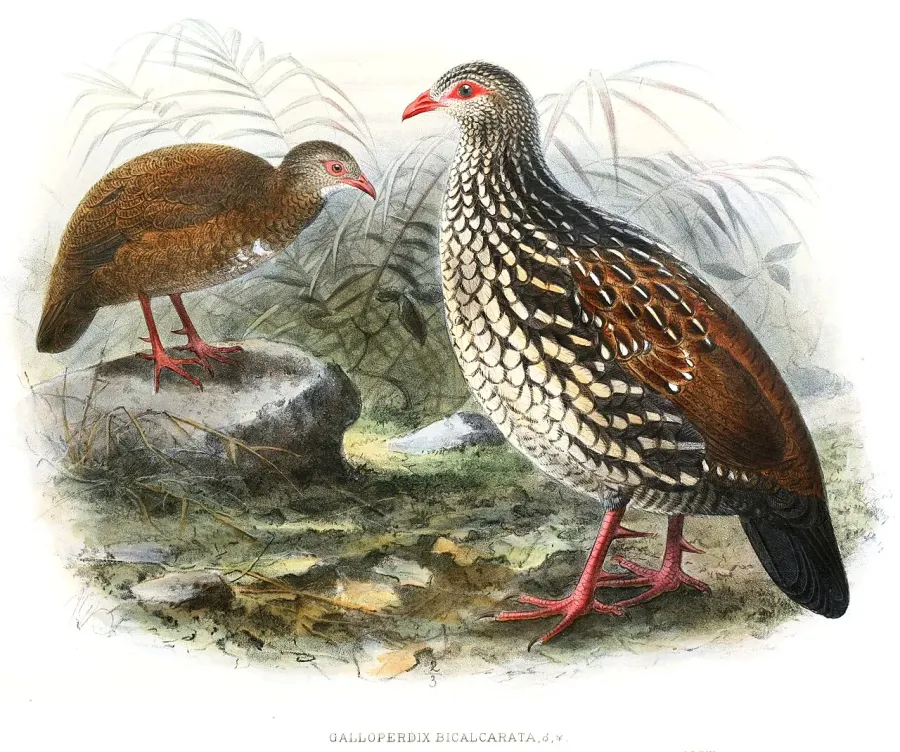 La carte Galloperdrix de Ceylan