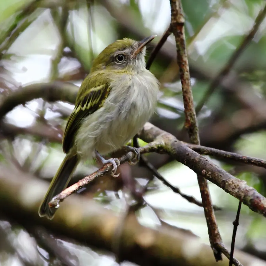 The White-bellied tody-tyrant card