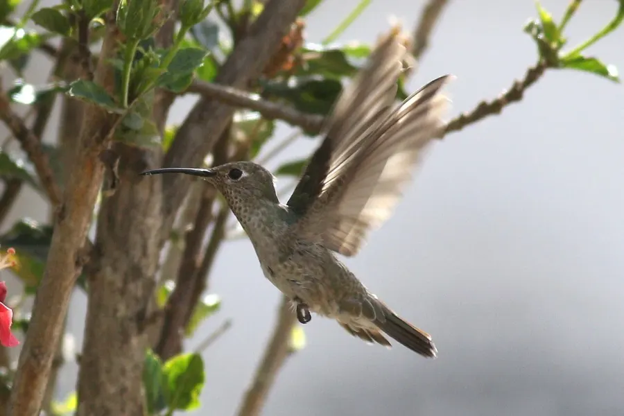 The Spot-throated hummingbird card