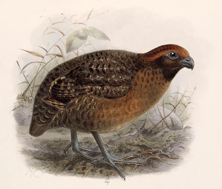 The Black-eared wood quail card