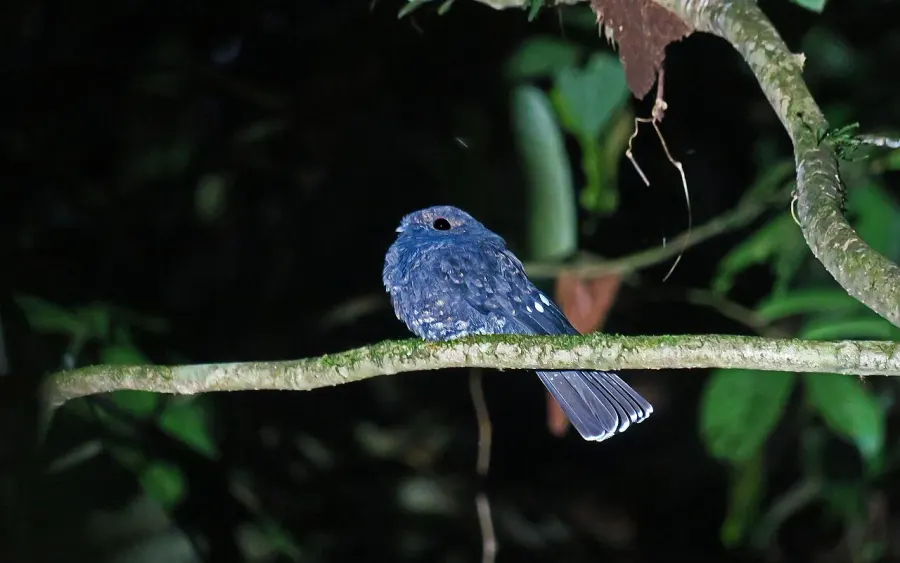 The Chocó poorwill card