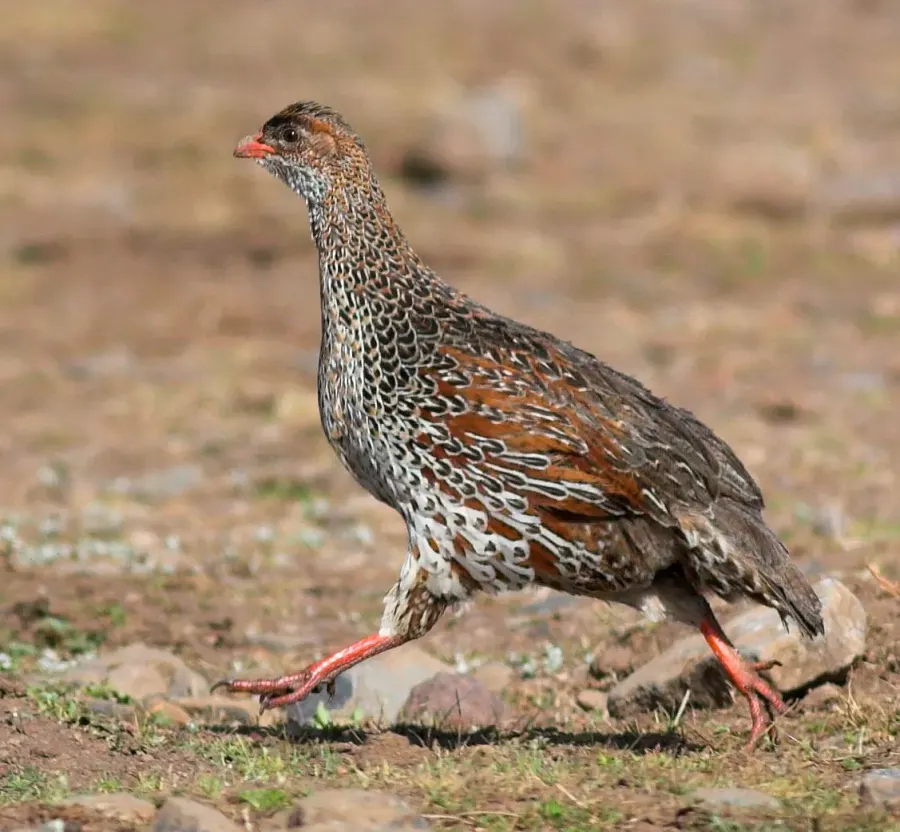 The Chestnut-naped spurfowl card