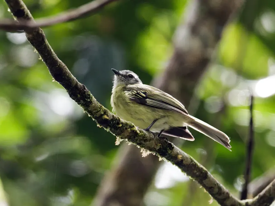 The Plumbeous-crowned tyrannulet card