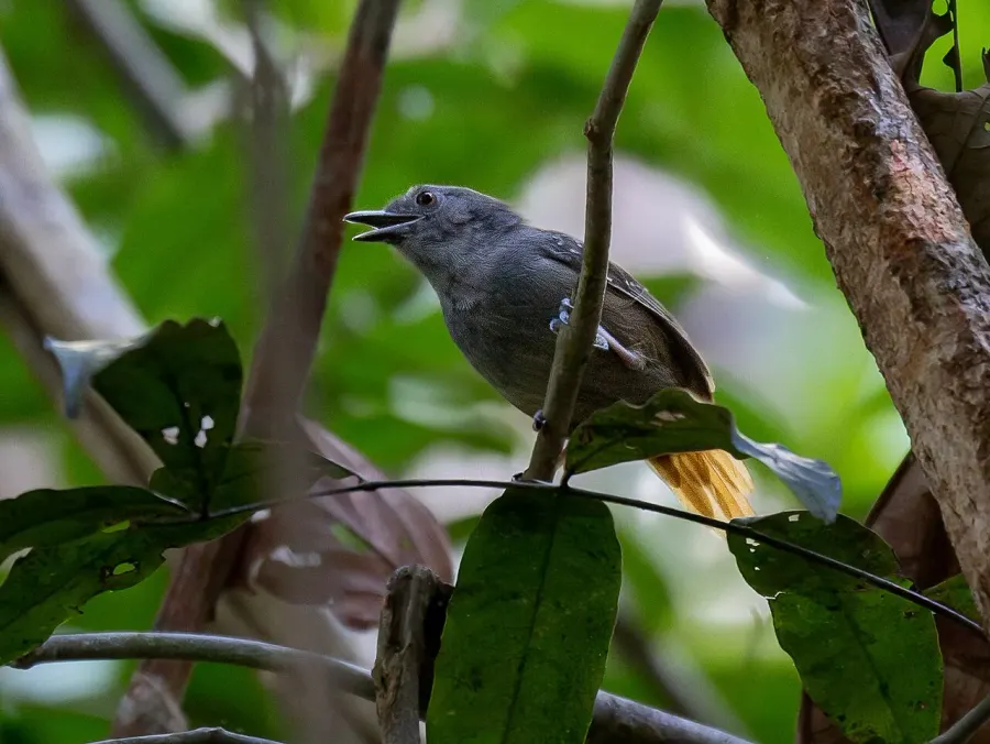 The Rufous-tailed stipplethroat card