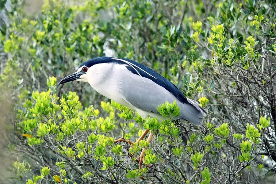 The Black-crowned night heron card