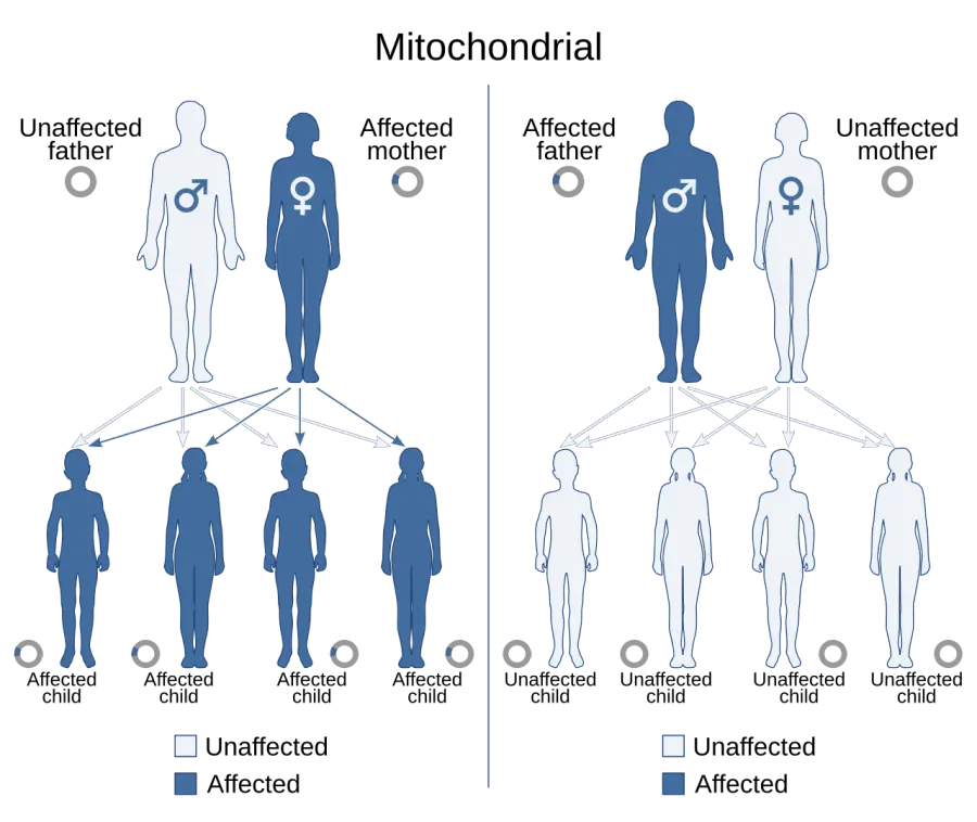 The Leber's hereditary optic neuropathy card