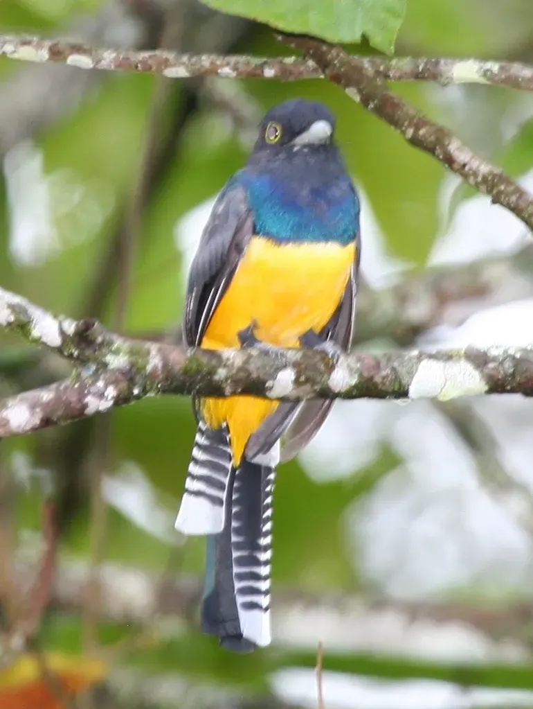 The Gartered trogon card