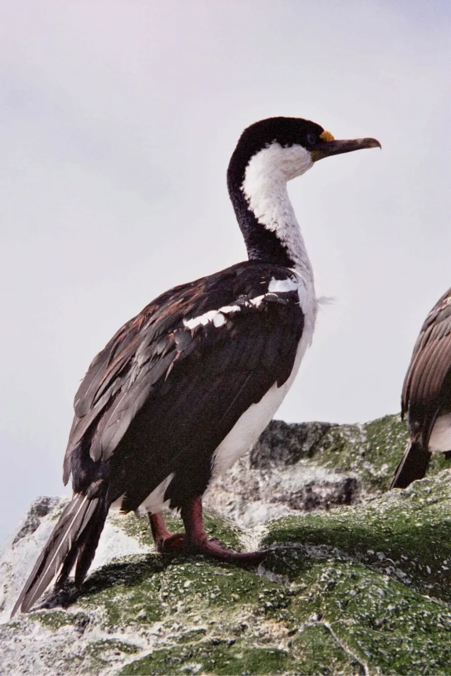 The Macquarie shag card