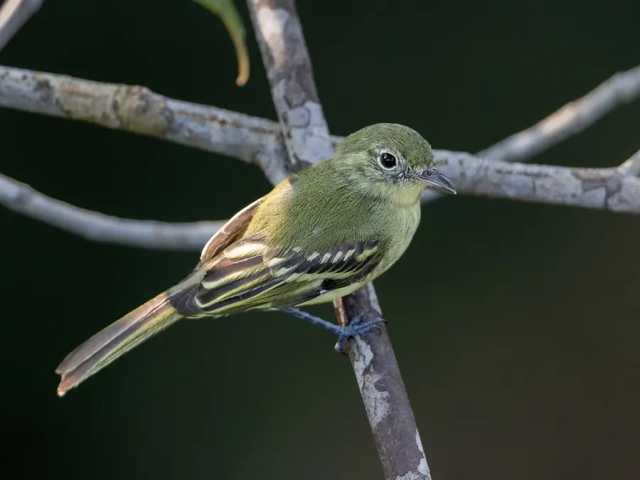 The Olive-green tyrannulet card
