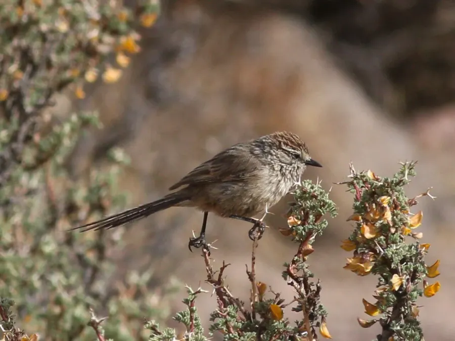 La carte Synallaxe mésange