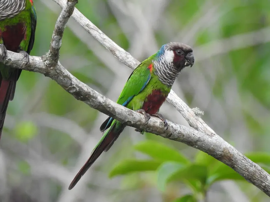 La carte Conure à poitrine grise