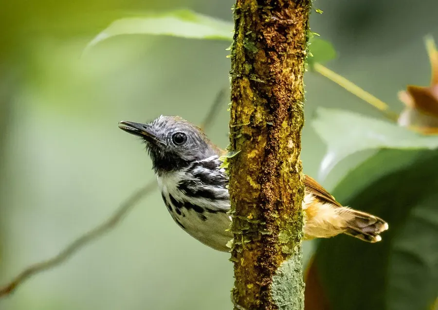 The Spot-backed antbird card