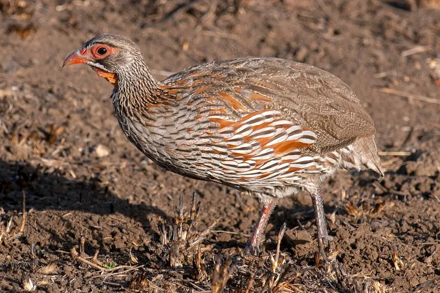 The Grey-breasted spurfowl card