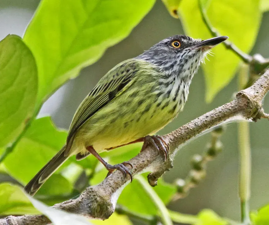 The Spotted tody-flycatcher card