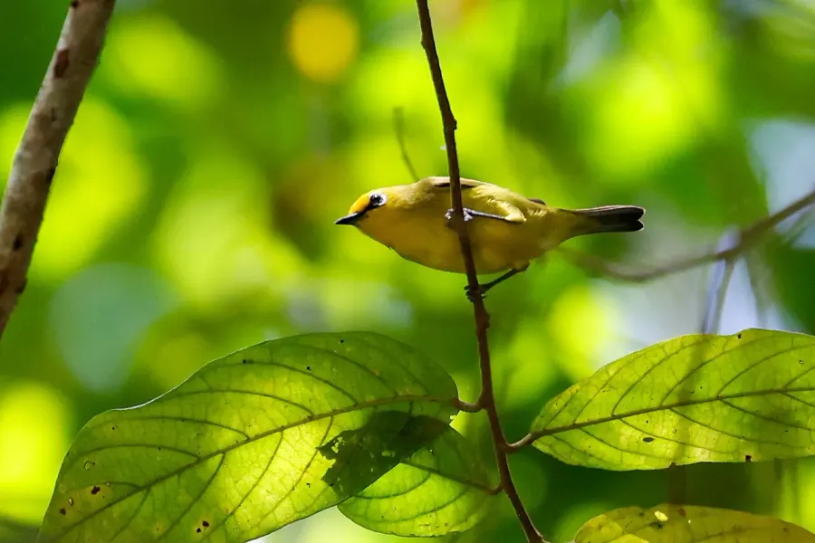 The Pemba white-eye card