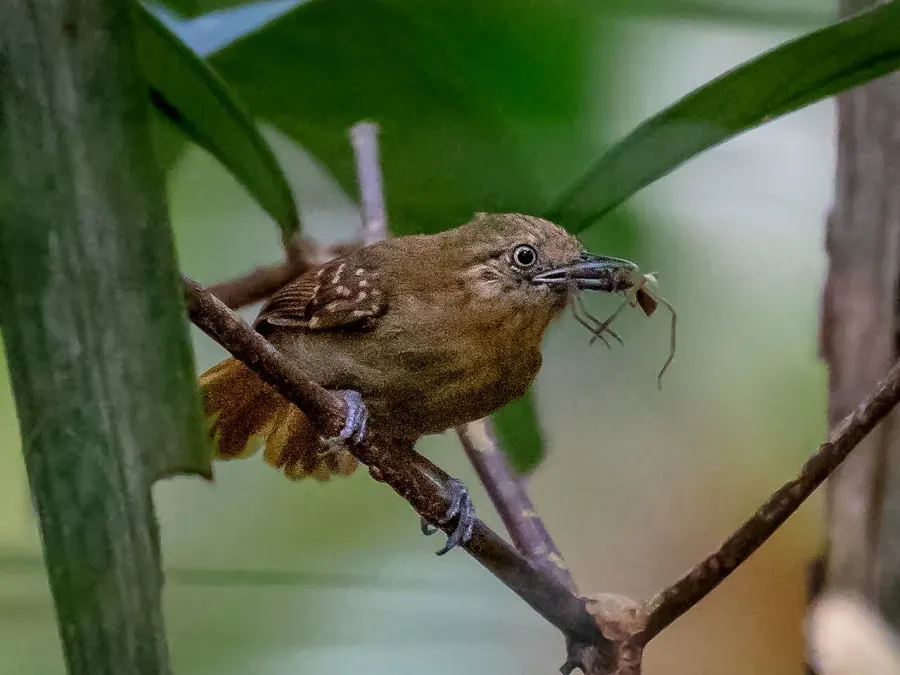 The Brown-bellied stipplethroat card