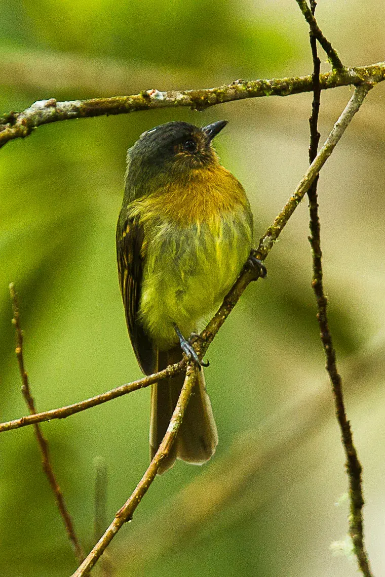 The Rufous-breasted flycatcher card