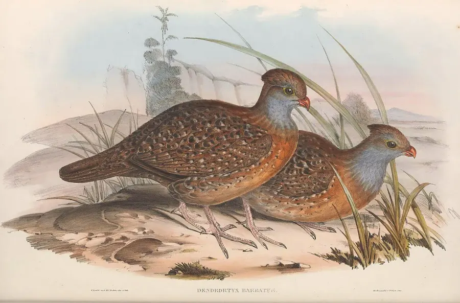 The Bearded wood partridge card
