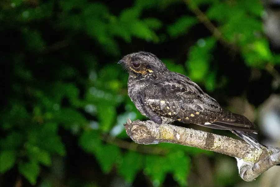 The Andaman nightjar card