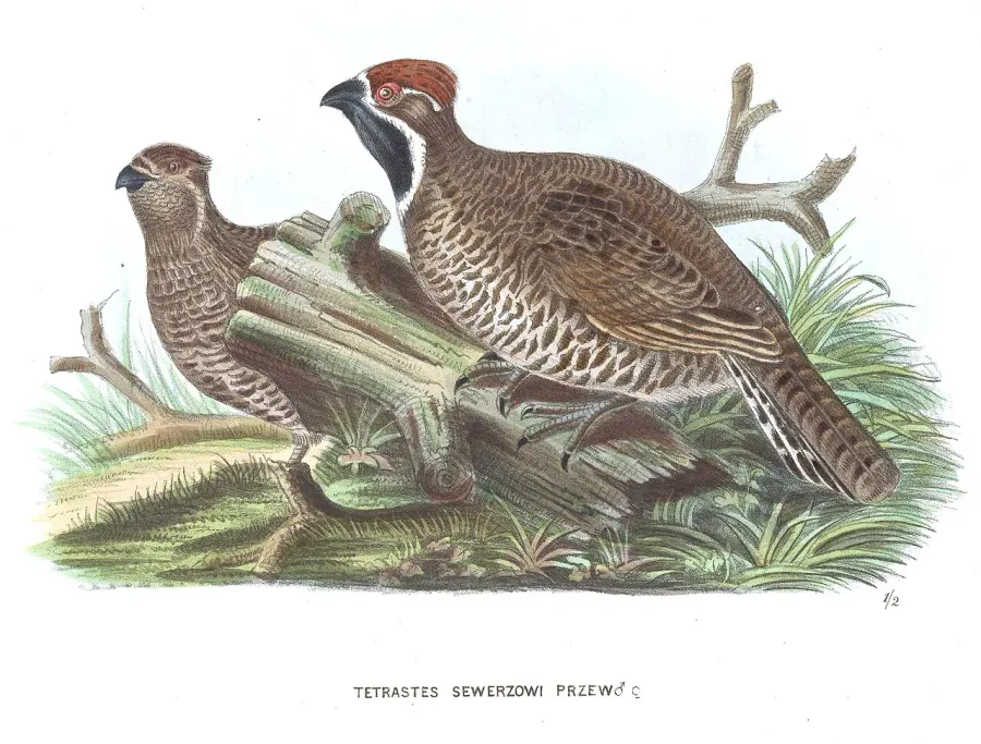 The Chinese grouse card