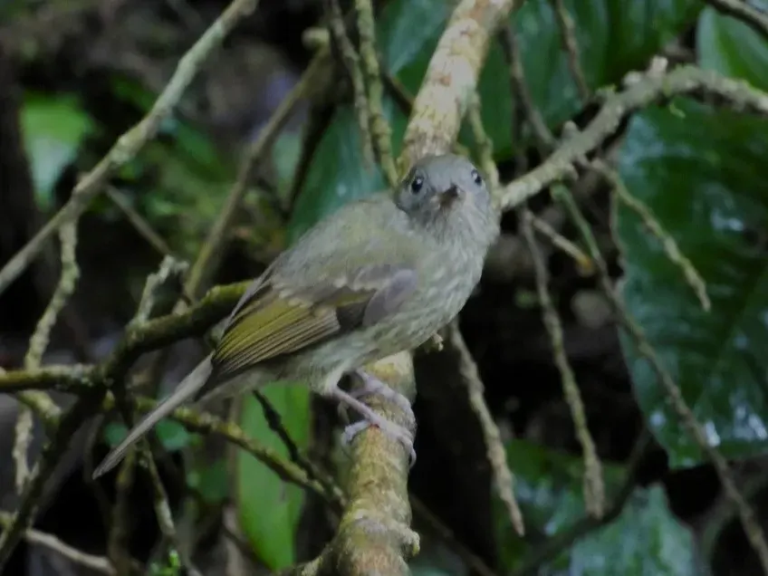 The Olive-streaked flycatcher card