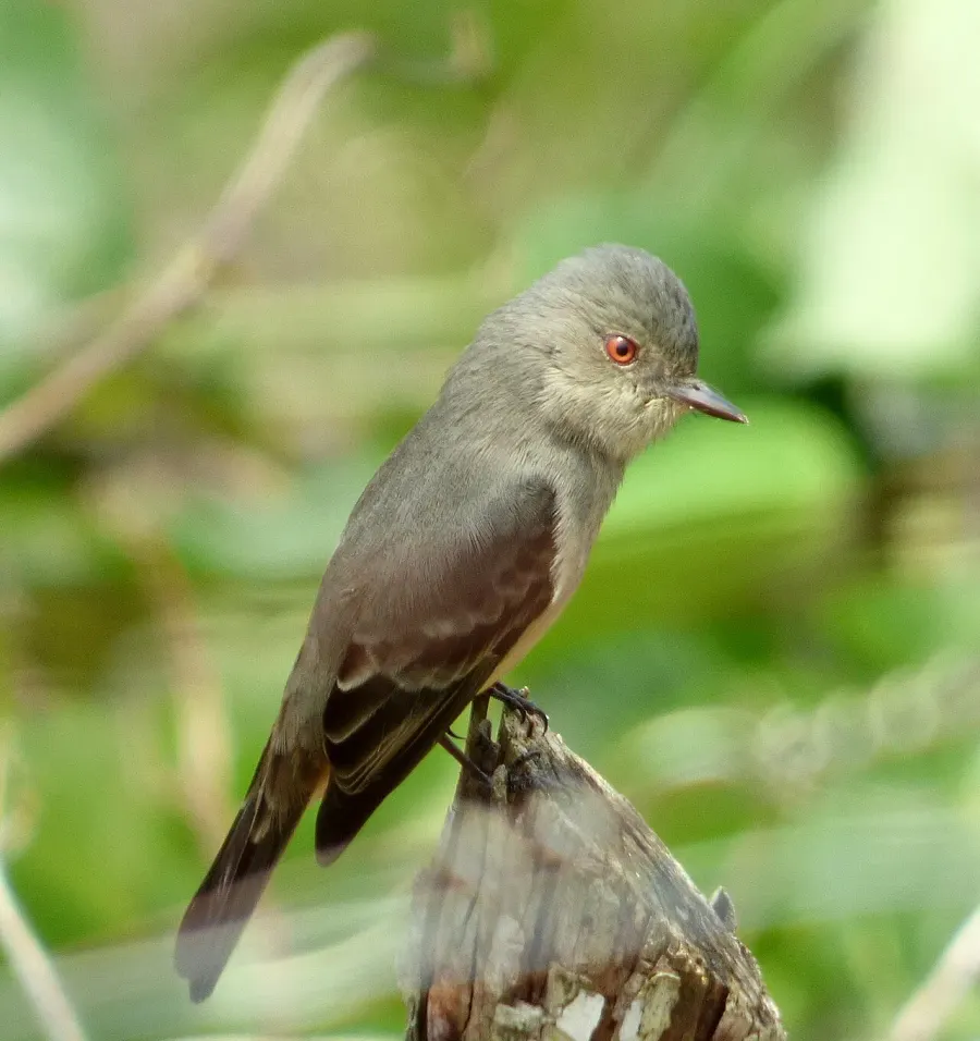 The Rufous-tailed tyrant card