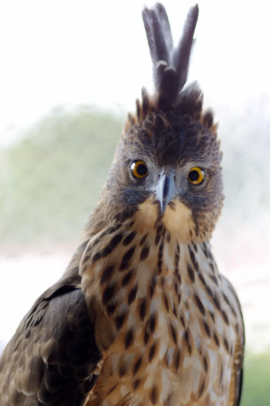 The Pinsker's hawk-eagle card