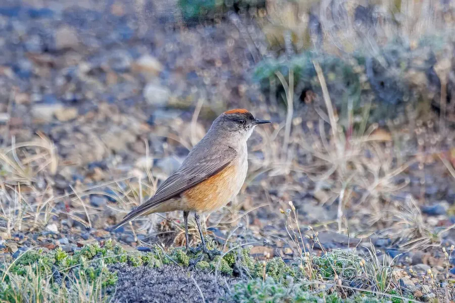 The Cinnamon-bellied ground tyrant card