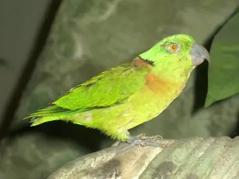 The Black-collared lovebird card