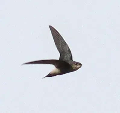 The Costa Rican swift card
