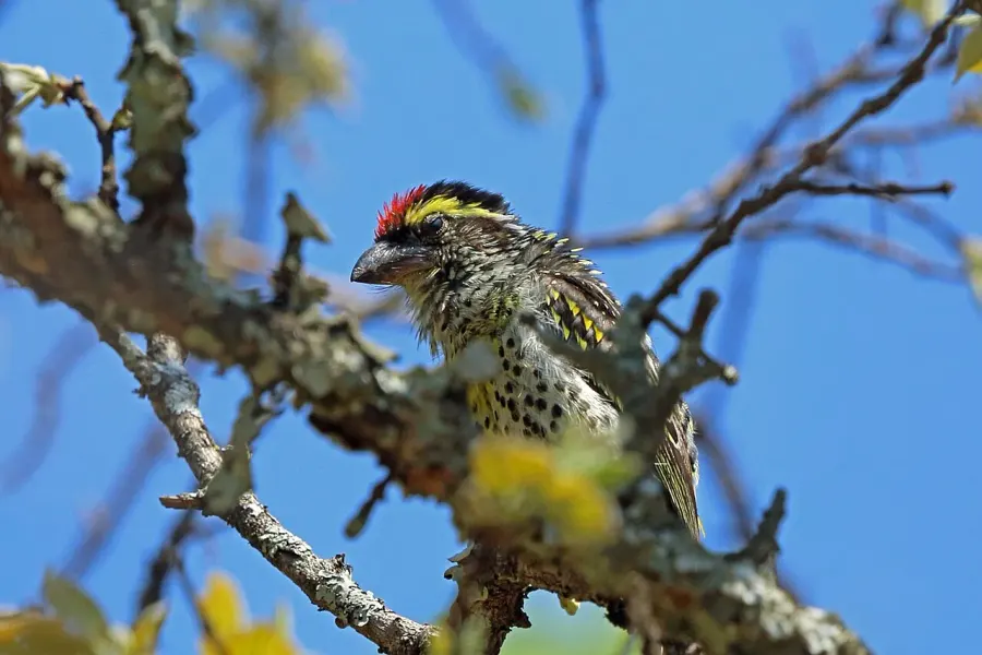 The Miombo pied barbet card
