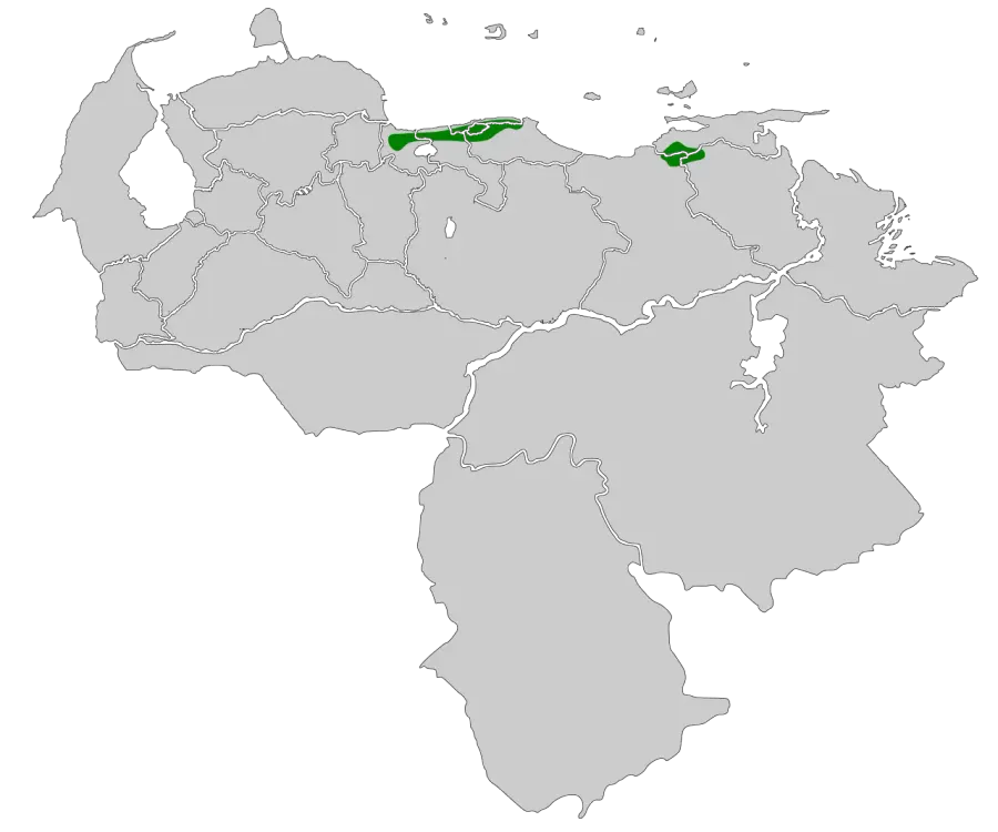 The Caracas tapaculo card