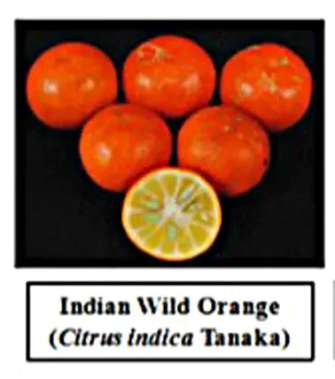La carte Citrus indica