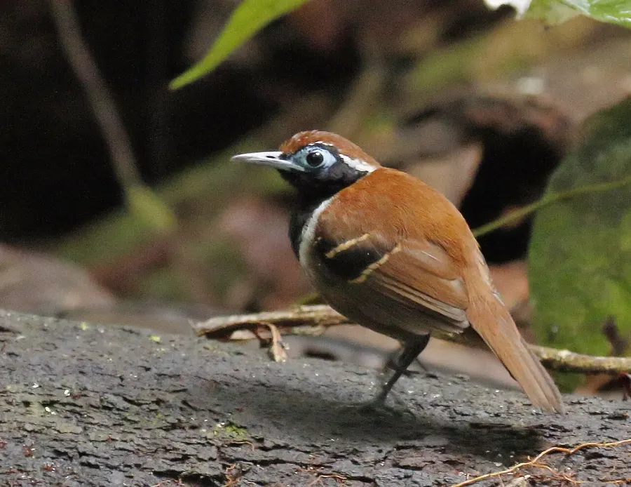 The Ferruginous-backed antbird card