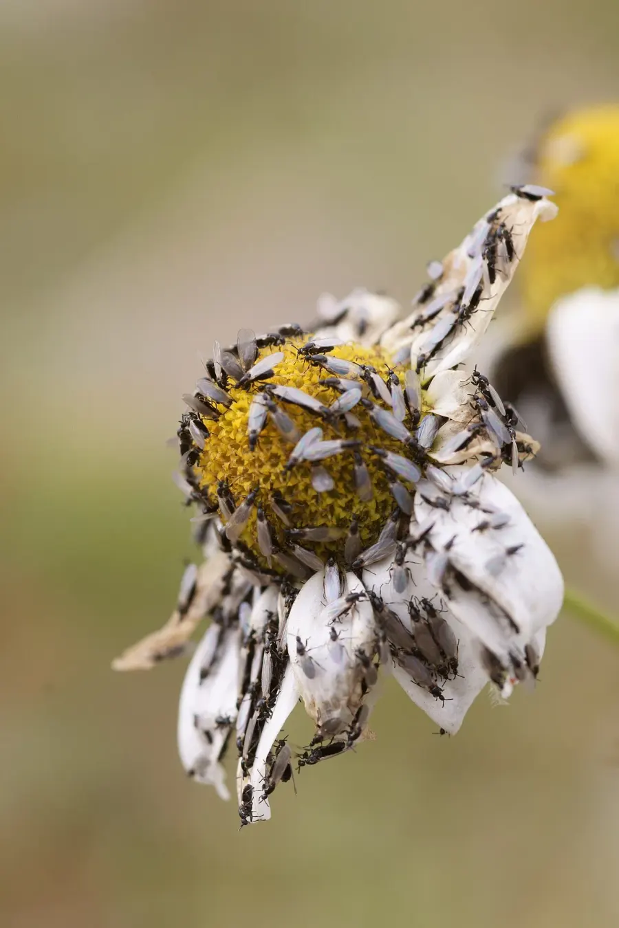 La carte Scatopsidae