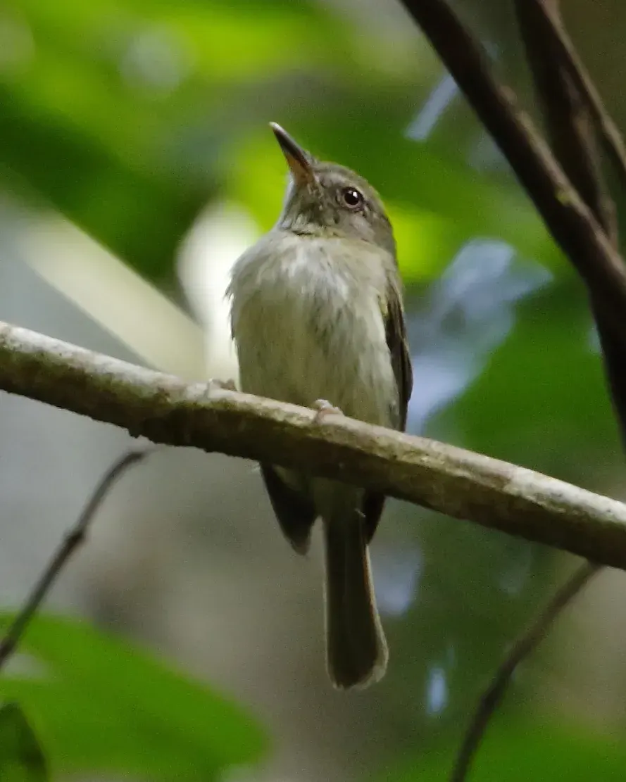 The Snethlage's tody-tyrant card
