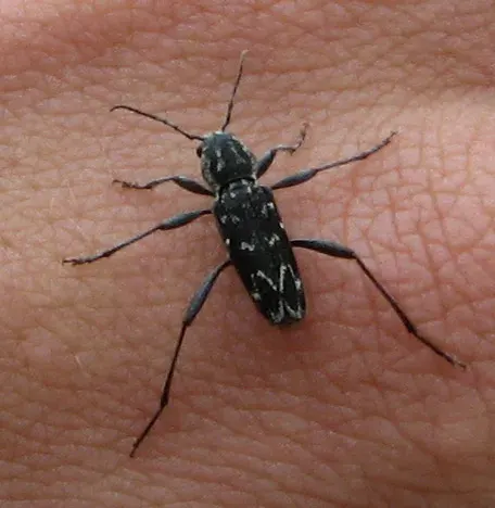 The Xylotrechus rusticus card
