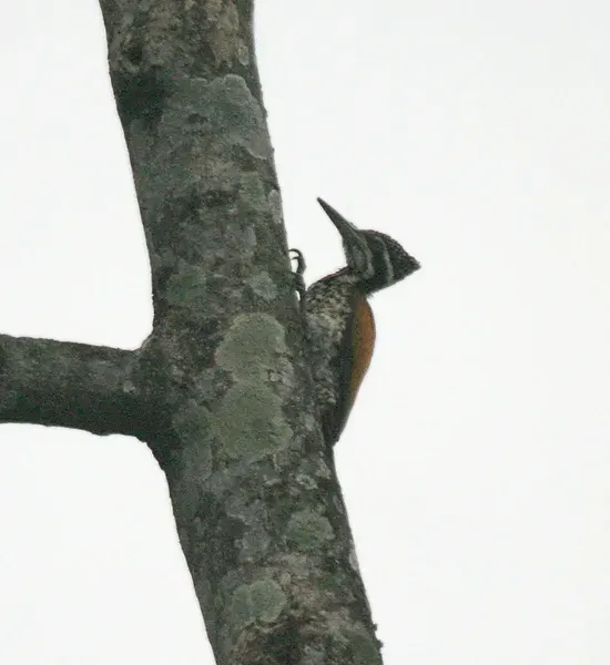 The Himalayan flameback card