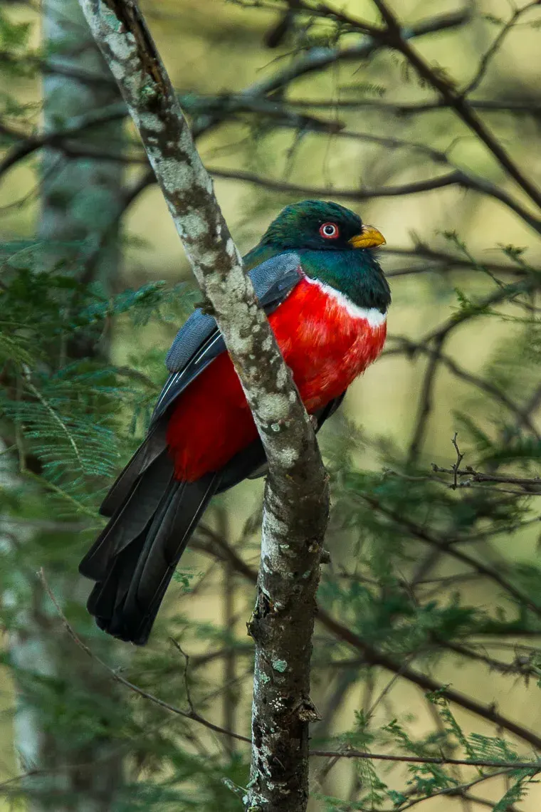 The Ecuadorian trogon card