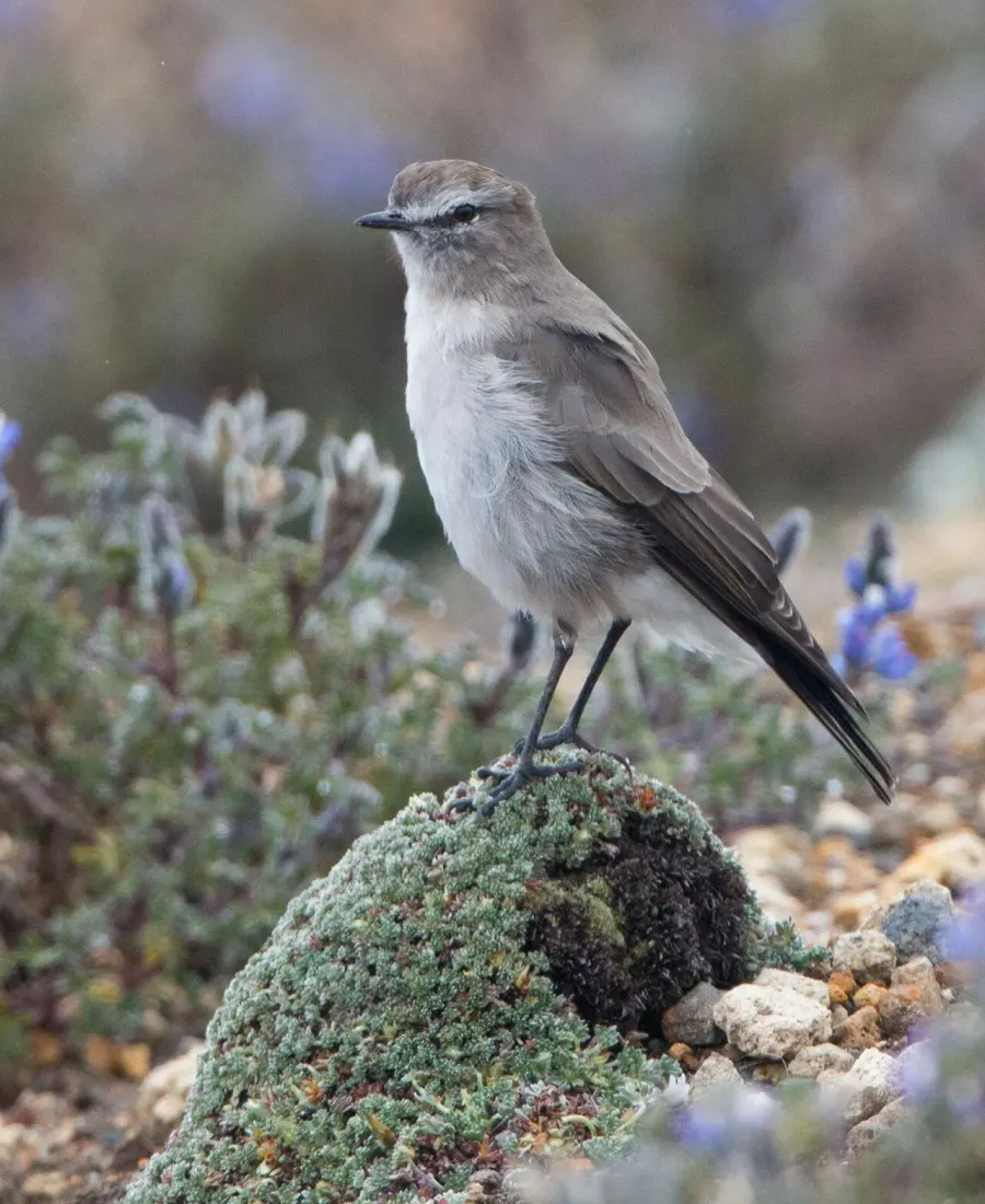 The Paramo ground tyrant card