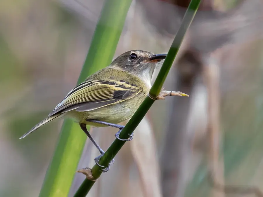 The Smoky-fronted tody-flycatcher card