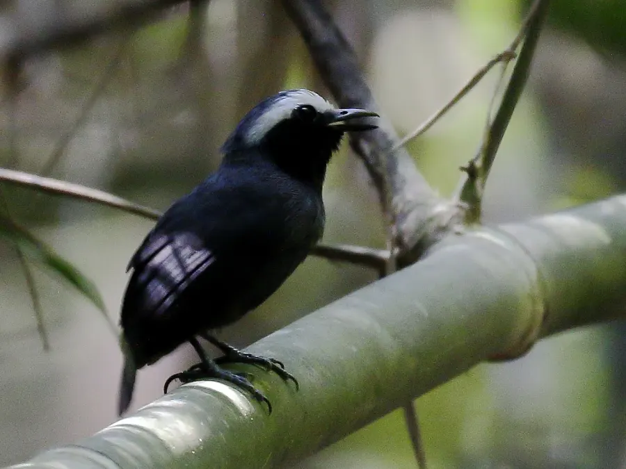 The White-browed antbird card
