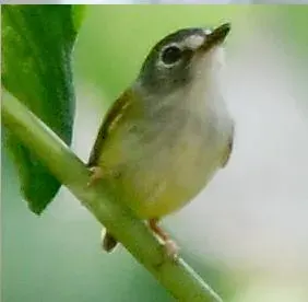 The Black-capped pygmy tyrant card