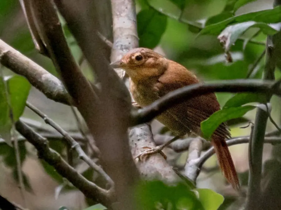The Ochre-throated foliage-gleaner card