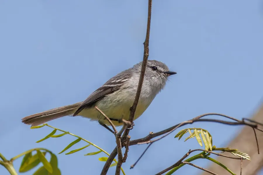 The White-crested tyrannulet card