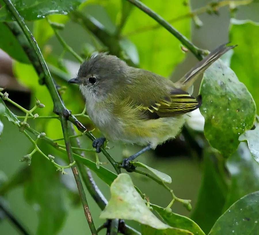 The Grey-capped tyrannulet card