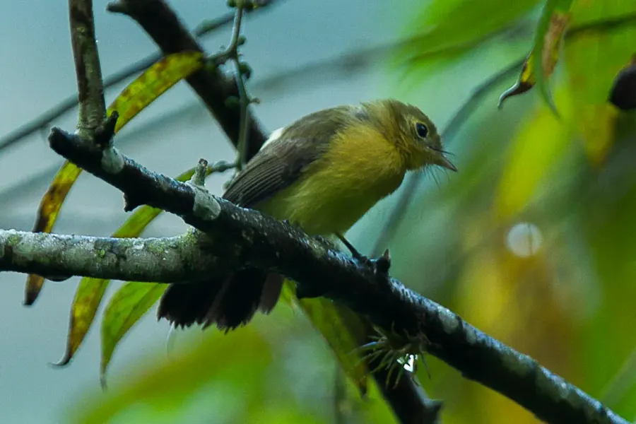 The Sulphur-rumped myiobius card